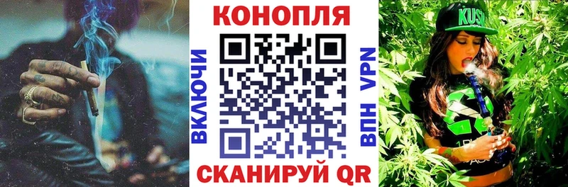как найти   Борзя  Каннабис индика 
